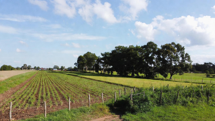 Aldo Vendramin afirma que uma safra blindada traz previsibilidade financeira ao produtor.