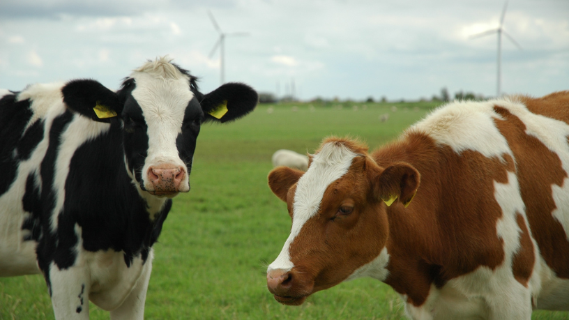 Produzir mais com responsabilidade é o foco da pecuária sustentável, tema abordado por João Eustáquio De Almeida Junior ao explorar estratégias inteligentes no campo.